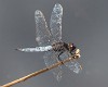 Crocothemis nigrifrons male-3426